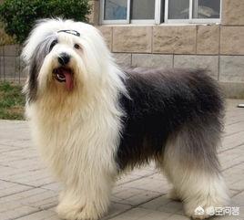 狗的品种名称大全古木（狗的品种名称大全及图片）