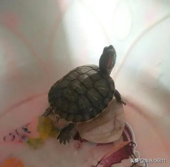 巴西龟可以吃的吗（巴西龟可以吃的吗有毒吗）