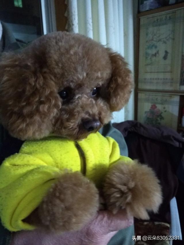 狗狗为什么会咬主人（狗狗为什么会咬主人的手和脚）