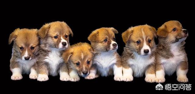 狗狗嘴巴上起真菌图片（狗嘴边真菌感染怎么上药）