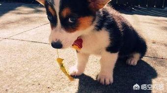 宠物狗霸气响亮的名字（霸气又好听的狗狗名字）