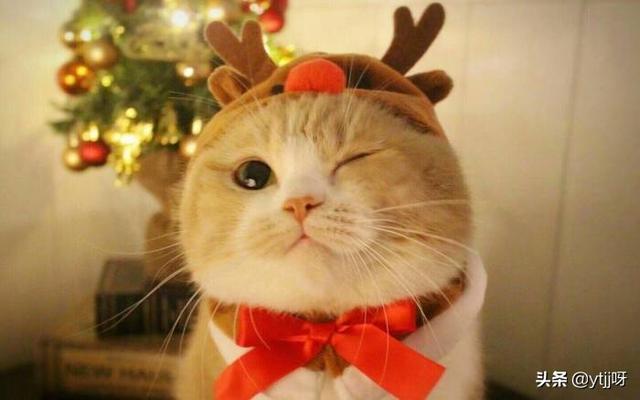 给小猫起个名字大全（给小猫起个好听的名字）