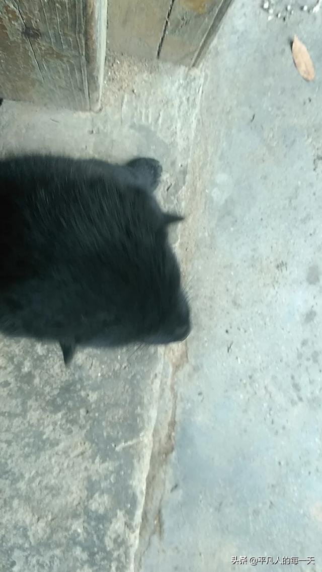 现在养肉狗挣钱吗（养肉狗赚钱吗销路好吗）