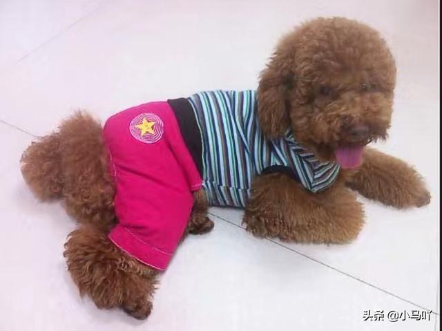 猫和狗哪个寿命长一些（猫和狗哪个寿命长一些呢）