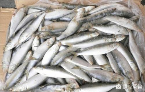 罐头鱼的做法最正宗的做法（罐头鱼的做法最正宗的做法下厨房）