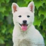 耳朵竖起来的狗品种图（耳朵竖起来的小型狗品种）