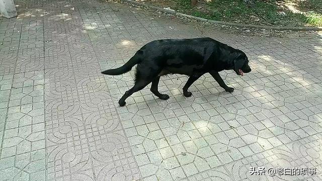 被狗狗咬了出血怎么办（遭狗咬出血了怎么办）