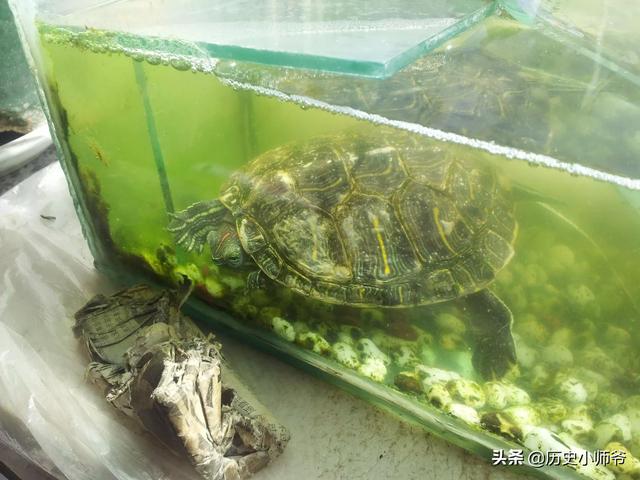 巴西龟养在什么方位好（养巴西龟放在家中什么方位）