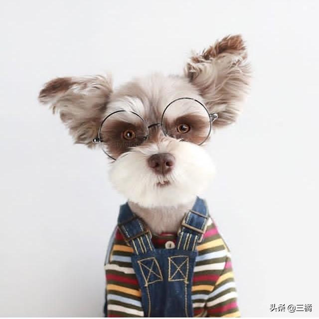 雪纳瑞的生活特点（雪纳瑞特点和性格特点）