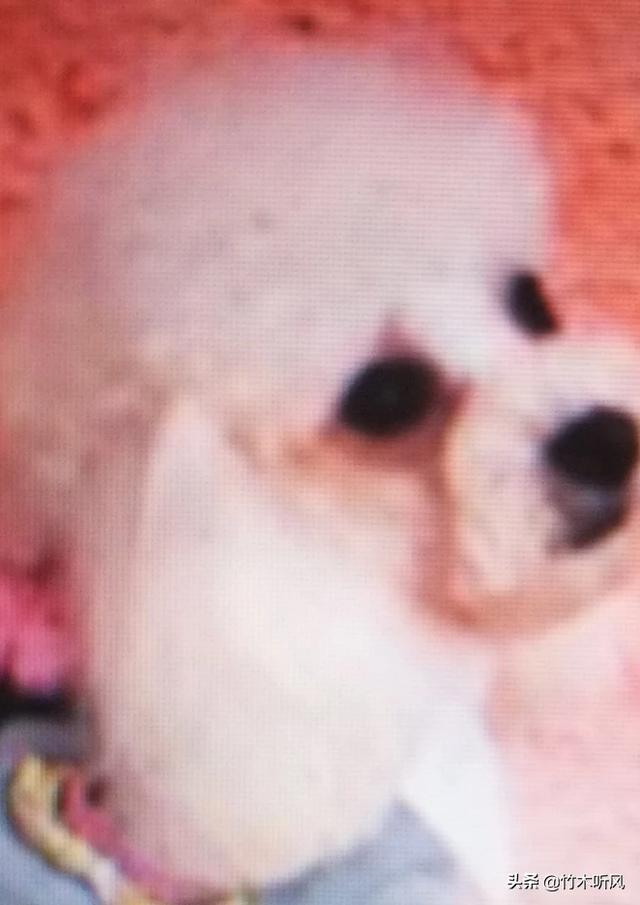 博美换主人后什么反应（博美幼犬换地方需要注意哪些）