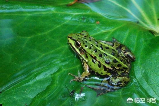 哪些动物可以需要冬眠（哪些动物需要冬眠怎样冬眠）