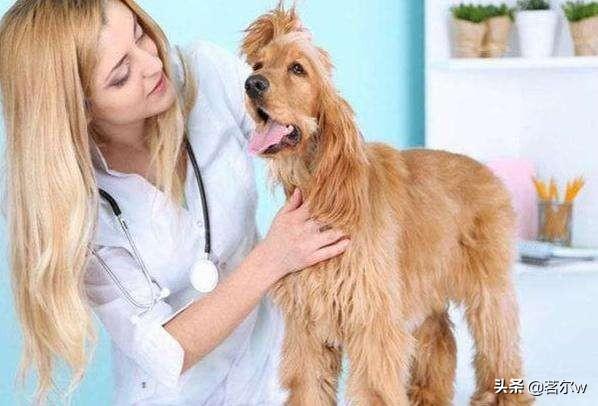 小狗拉虫子吃什么药好（小狗拉虫子吃什么药好得快）