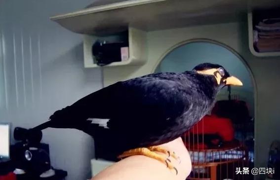 巴哥鸟怎么说话（巴哥鸟的特点是什么）