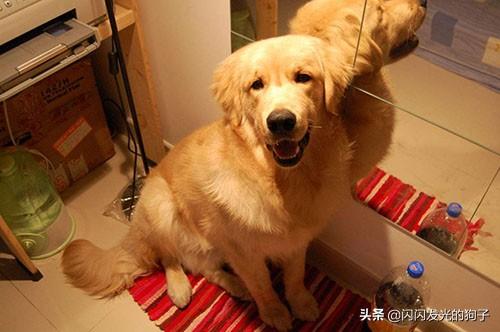 金毛犬大便黑色怎么回事（金毛大便黑色食欲不振）