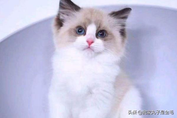 布偶种猫的价格（布偶种猫的价格和图片）