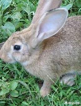 比利时兔吃什么（比利时兔吃什么东西）
