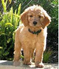 金毛杂交土狗长得大吗（金毛 杂交种）