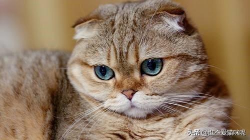 宠物医院治感冒多少钱（宠物医院感冒打一针多少钱）