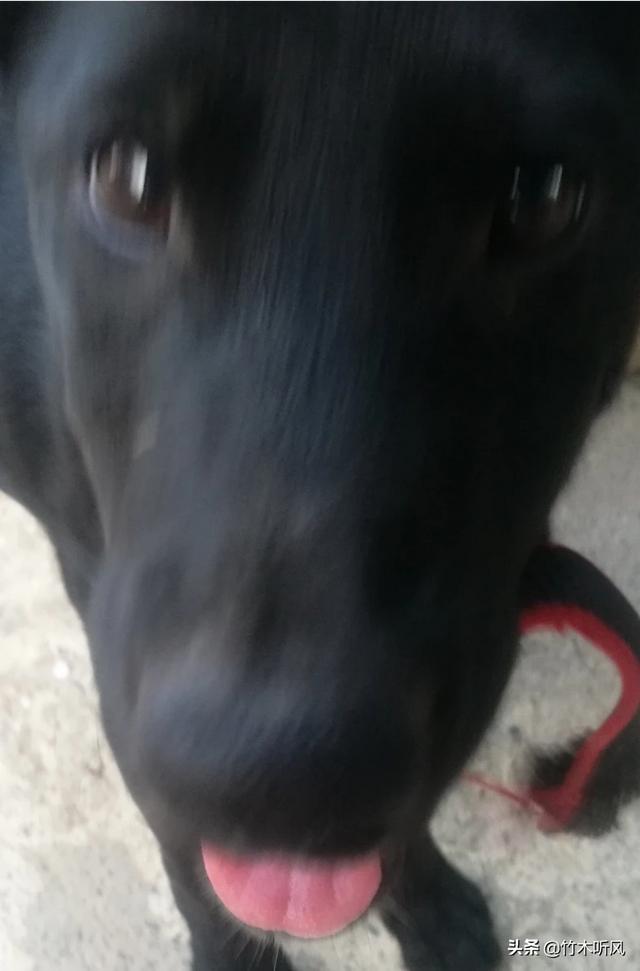 美女训练狗狗（女子训狗）