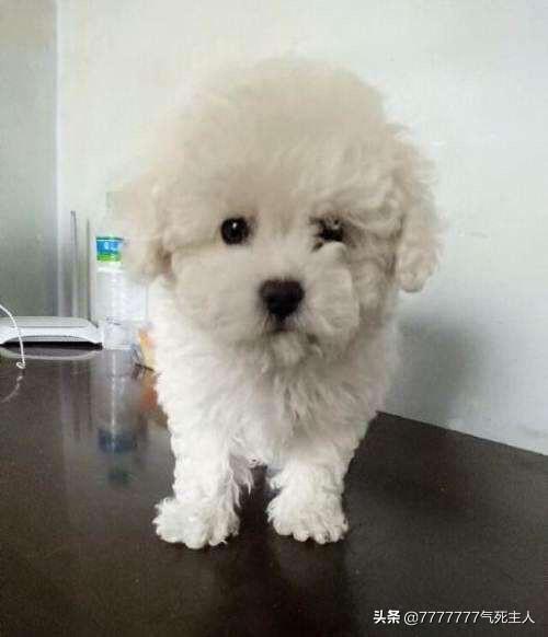 二个月的比熊犬刚到家怎么养