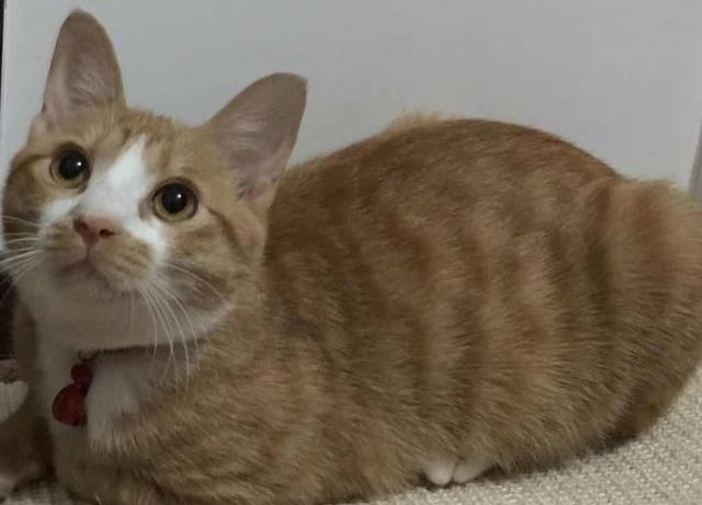 小猫吃什么食物比较好（小猫吃什么食物最好）