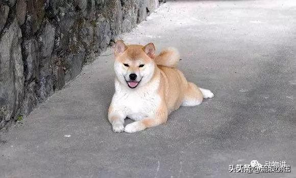 狗狗感人片有哪些（狗狗感人电影催人泪下）