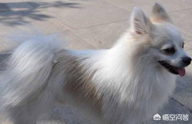 黄狐狸犬多少钱一只（狐狸犬多少钱一只）