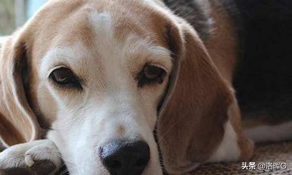 狗狗拉稀没精神老趴着（狗狗拉稀没精神老趴着还有眼屎）