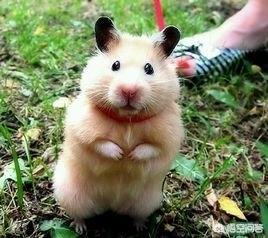 被金丝熊咬了出血了怎么办（被金丝熊咬了出血了怎么办还疼）