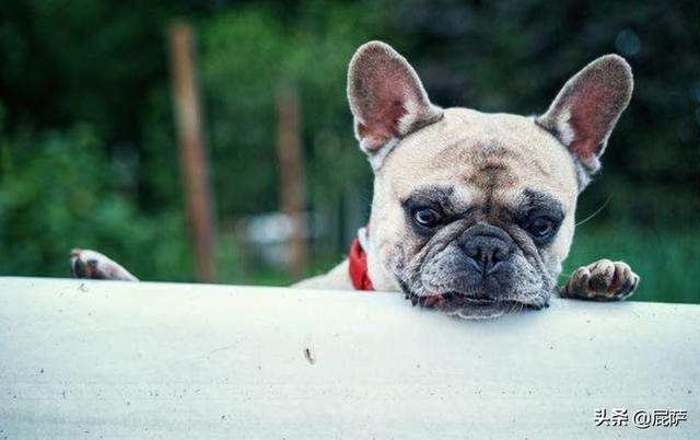 狗子的鼻子是干的怎么办