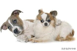 狗狗很调皮取什么名字（小狗比较调皮取什么名字）