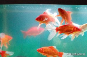 鱼缸水发黄快速处理（鱼缸水发黄怎样处理）