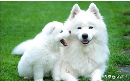 颜值最高的狗狗排行（颜值最高的狗狗排行榜）