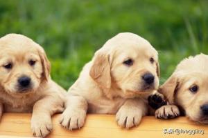 狗狗湿疹是什么样子（狗狗湿疹图片 初期）