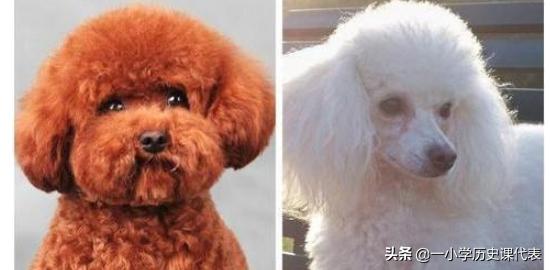 贵宾犬高清图片（贵宾犬高清图片欣赏）