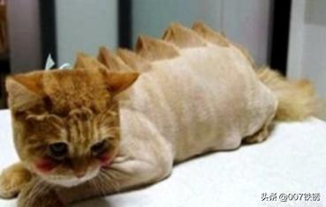 猫常见皮肤病（猫常见皮肤病诊疗方案对比与临床效果分析开题报告）