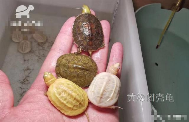 日本地龟杂黄缘（日本地龟贵吗）