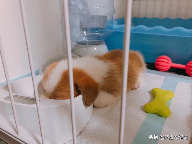 小狗图片可爱照片（小狗图片可爱照片真实）