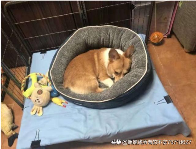 自己做一个狗窝（自己diy狗窝）