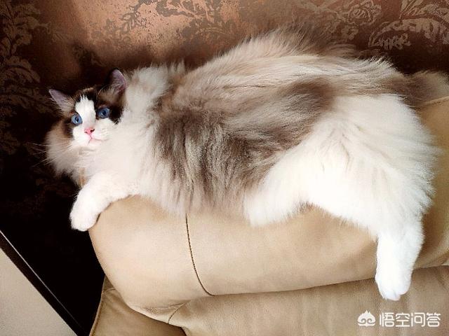 布偶猫的价格一般多少钱（布偶猫一般什么价格）