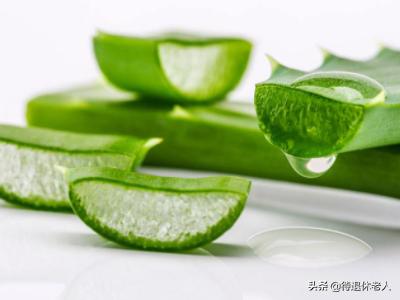 金毛狗狗皮肤病怎么治疗（金毛皮肤病是什么样子）