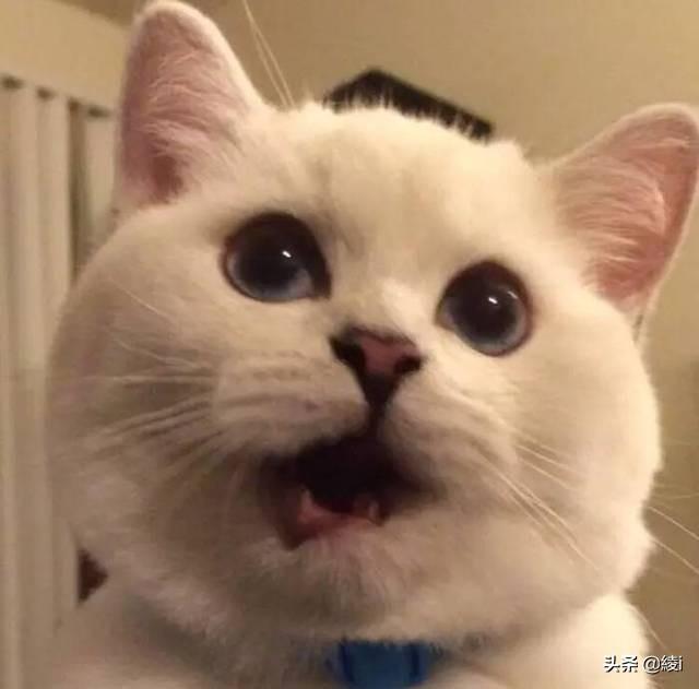 怎么样的猫有狂犬病（什么样的猫得狂犬病）