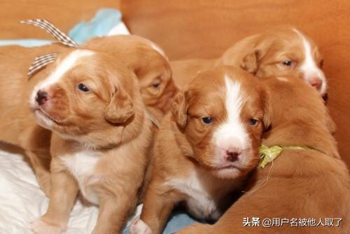 纯金毛犬图片幼犬图片（纯种金毛的特征金毛图片）