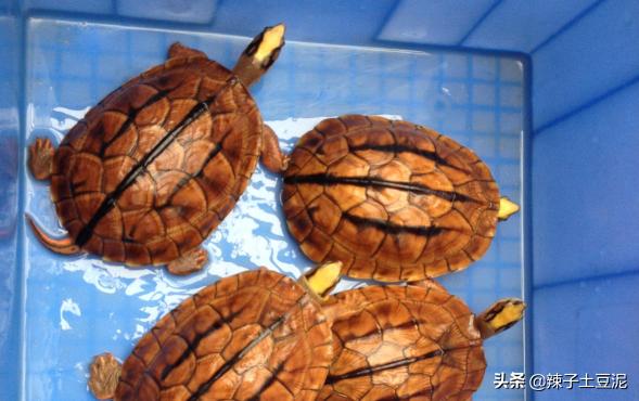 龟的种类名称与图片（龟的种类名称与图片大全）