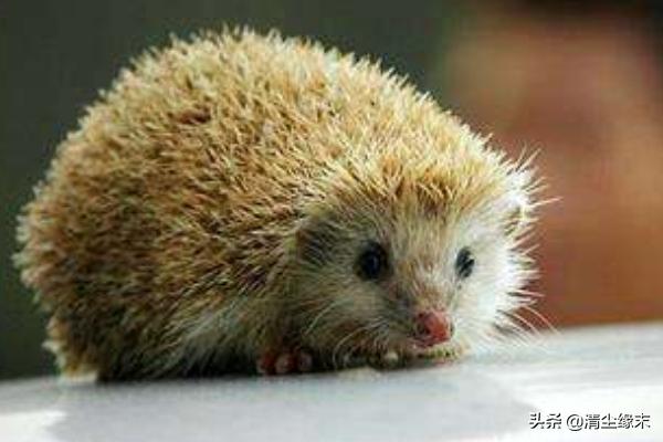 小刺猬适合吃什么（小刺猬吃什么怎么养活）