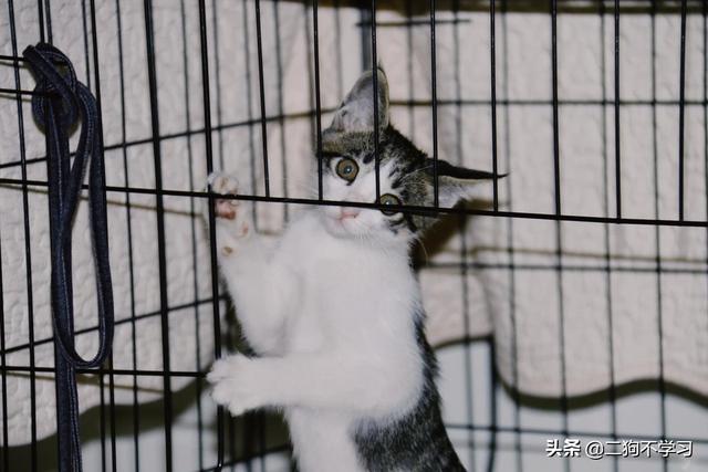 独一无二的猫咪名字女猫（有创意的猫咪名字女猫）