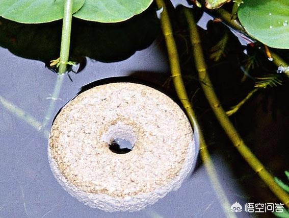 蚊子的幼虫怎么消灭（蚊子的幼虫怎么消灭更快）