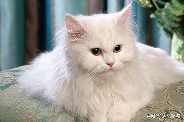 猫咪尿频原因（猫咪尿频是怎么回事猫咪尿频原因）