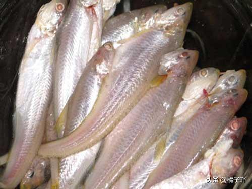 凤尾鱼下崽的征兆图（凤尾鱼下崽有什么特征）