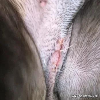 狗狗绝育前需要准备什么（狗子绝育前需要注意什么）